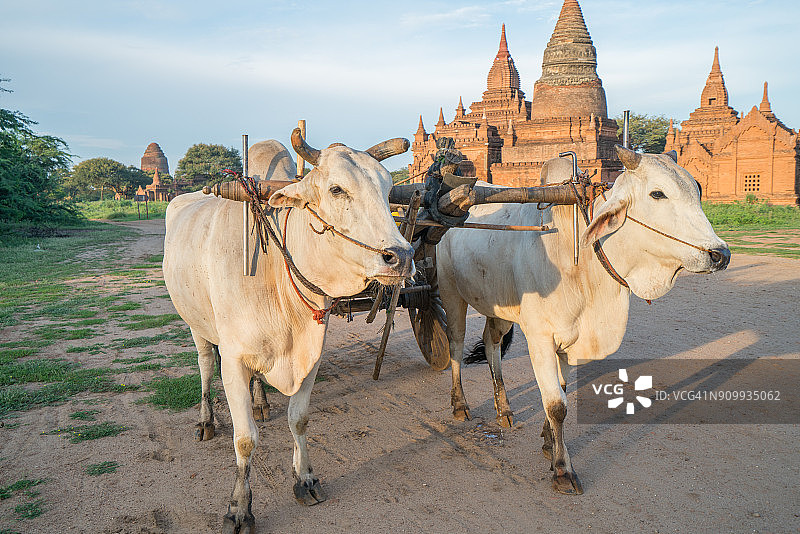 缅甸乡村的木制马车，两头白色水牛拉着满载干草的马车在尘土飞扬的道路上图片素材