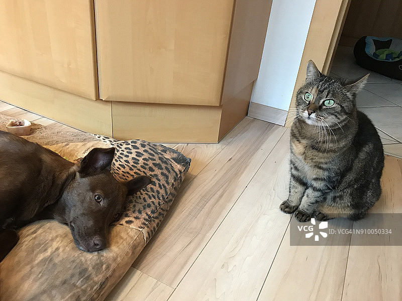 猫和狗图片素材