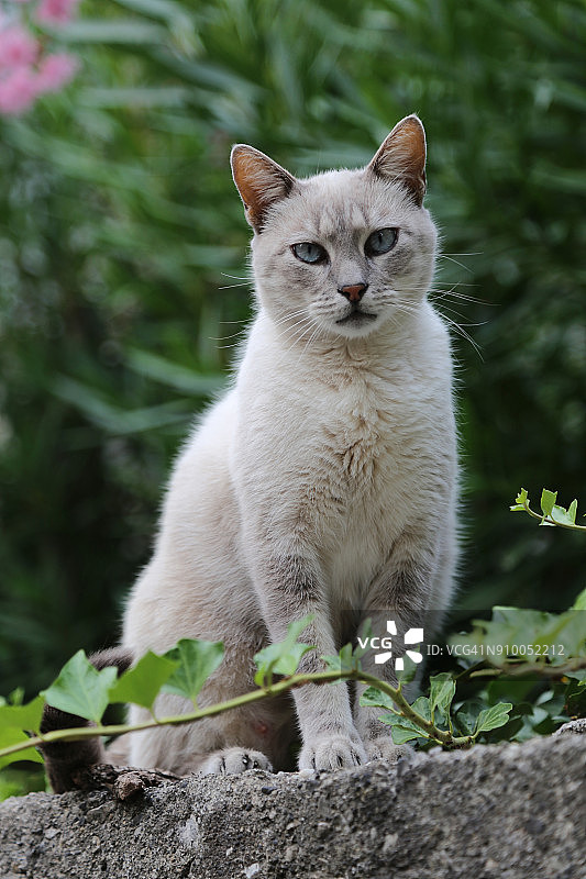 白色的猫图片素材