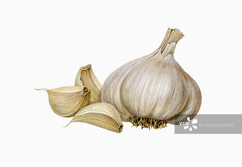 大蒜图片素材