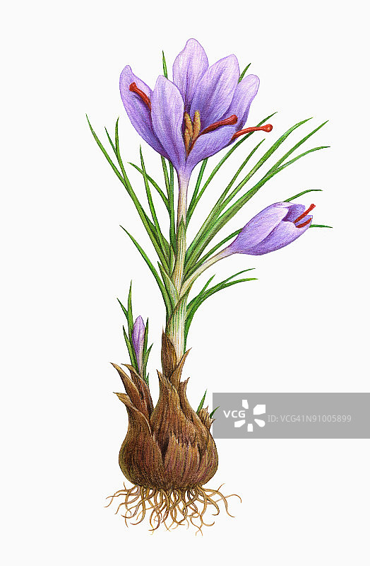 藏红花图片素材