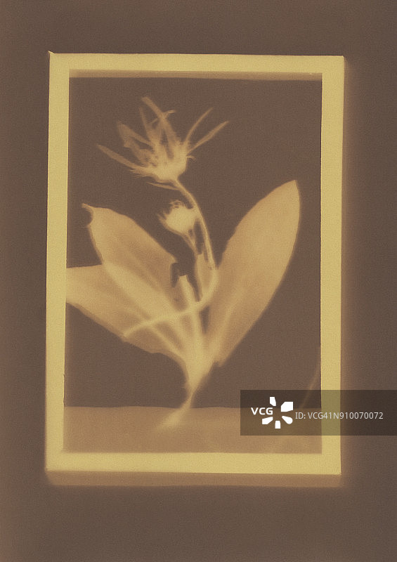 孤挺花植物标本的感光图图片素材