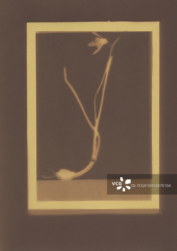 雪滴花植物标本的照片图片素材