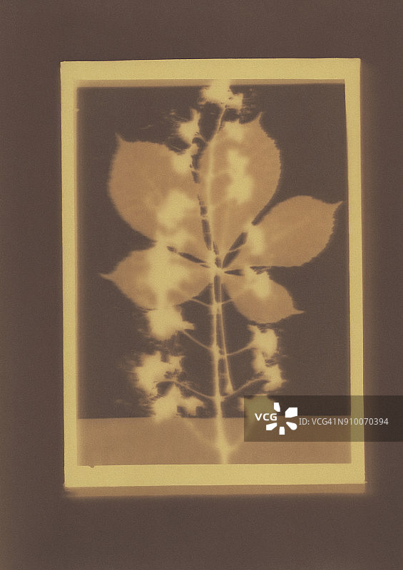 欧洲七叶树植物标本摄影图图片素材