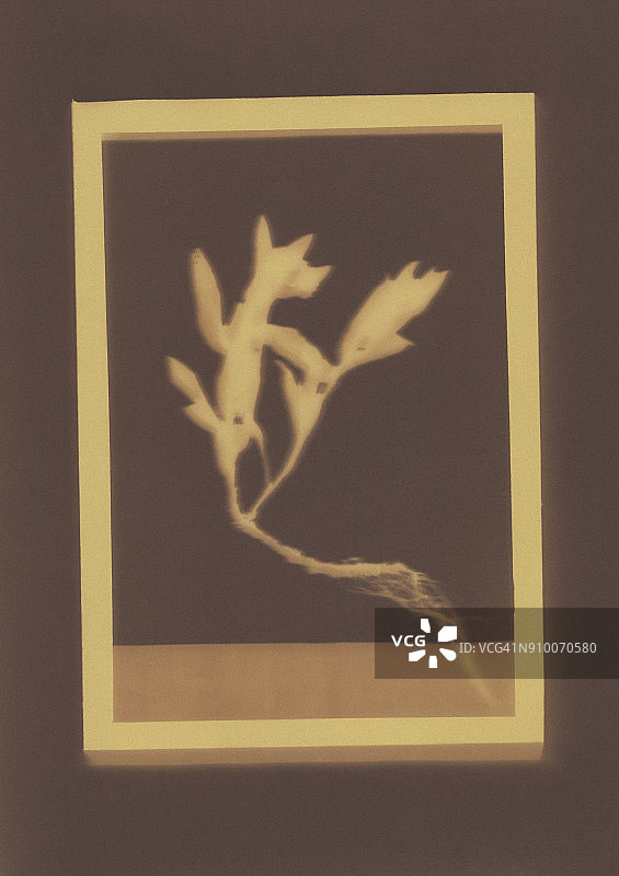 勿忘我植物标本摄影图图片素材