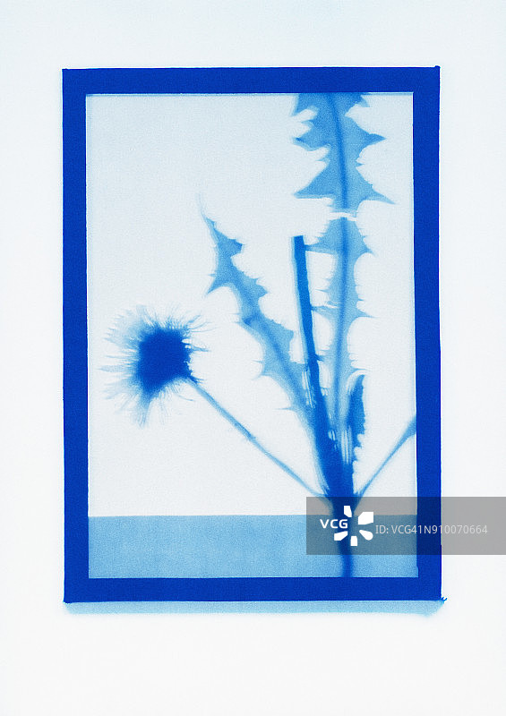 普通蒲公英植物标本的负片照片图片素材