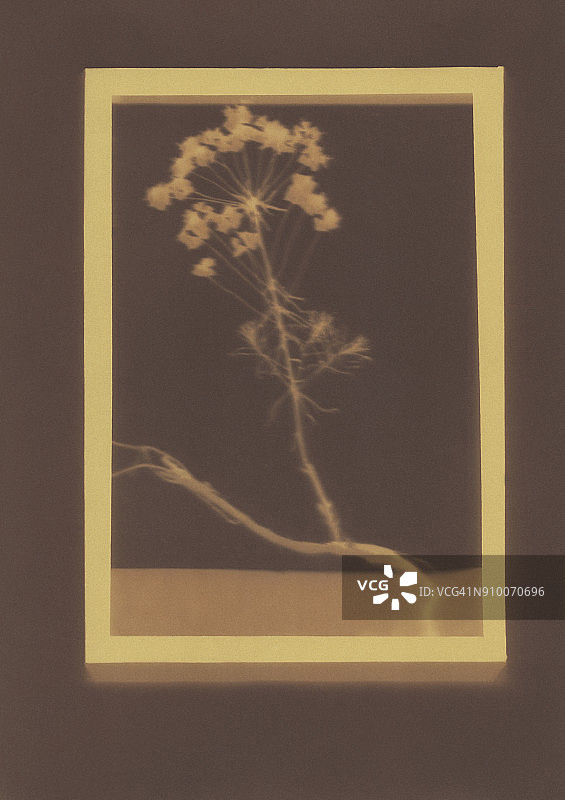 大戟属植物标本摄影作品图片素材