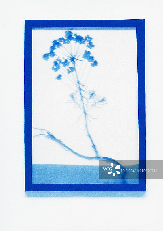 大戟植物标本的反向摄影图图片素材