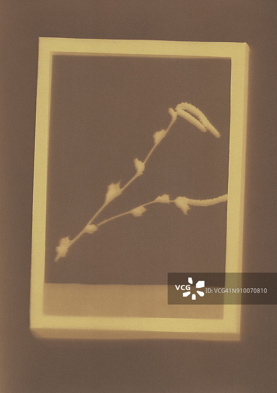 普通榛树植物标本的照片图片素材