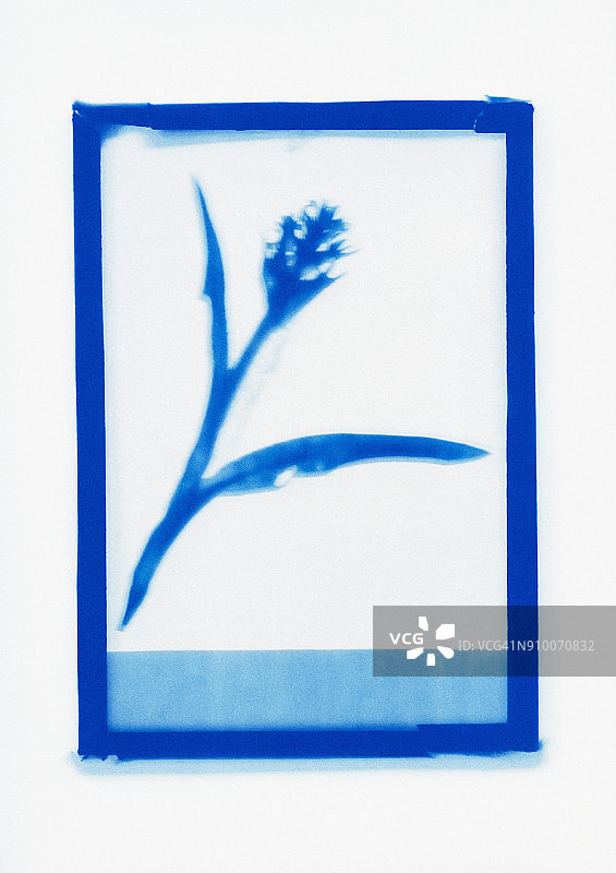 花卉标本反向感光图图片素材