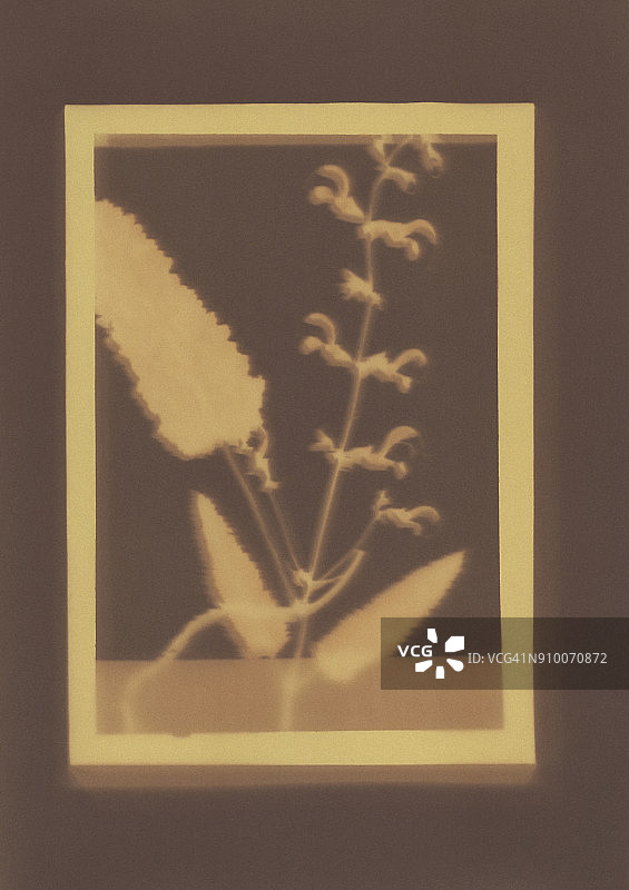 鼠尾草植物标本摄影图图片素材