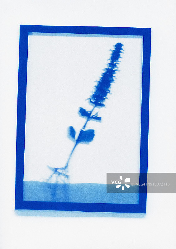 漏光阿久加植物标本图图片素材