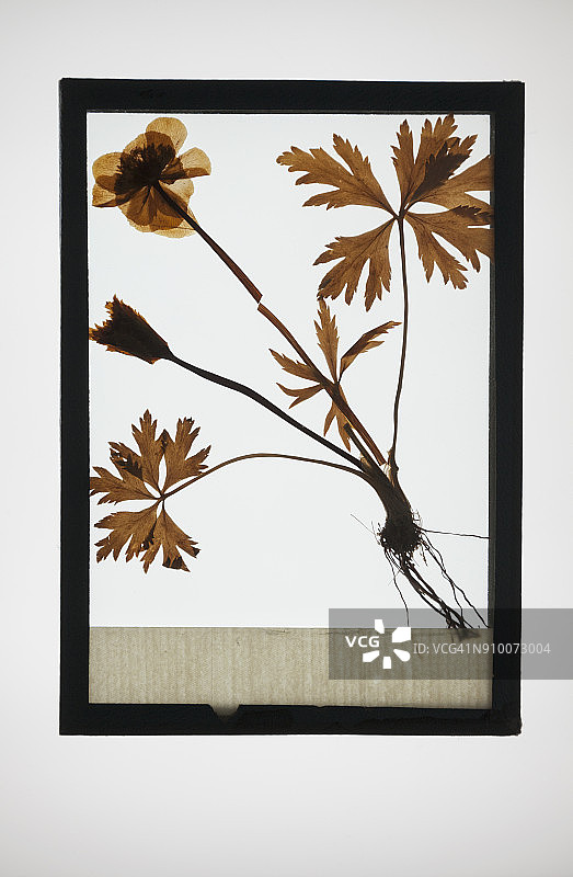 天竺葵植物标本复制品图片素材