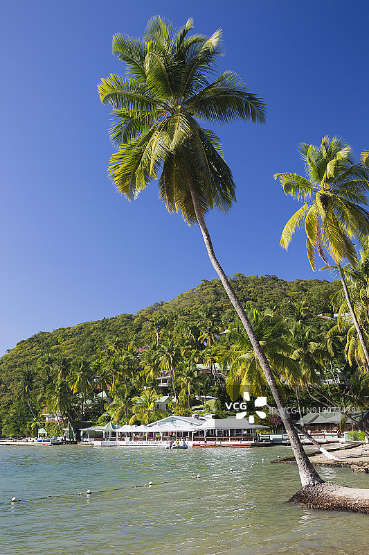 圣卢西亚马里戈特湾拉巴斯海滩的椰子树图片素材
