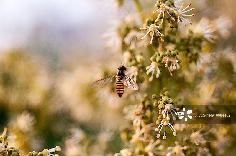 晨光中的荔枝花上的蜜蜂图片素材