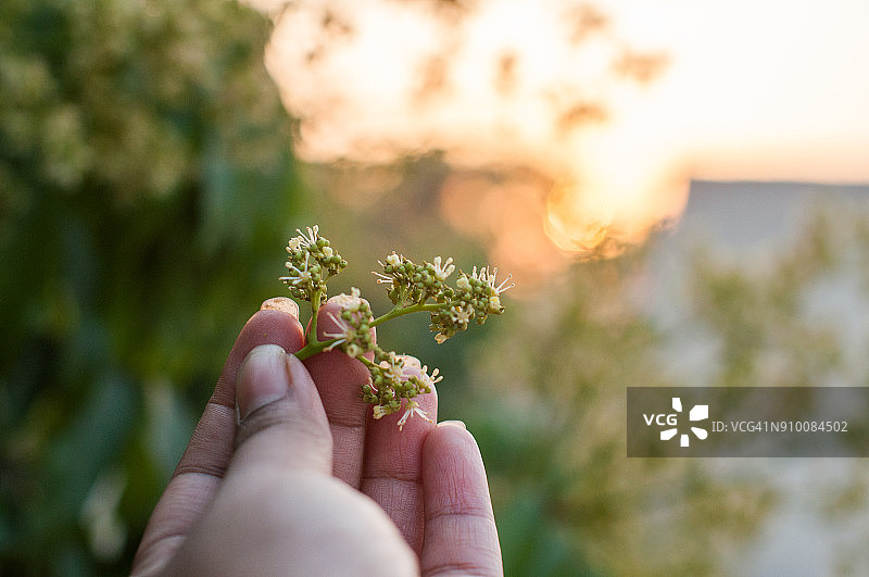 手持日落下的荔枝花图片素材