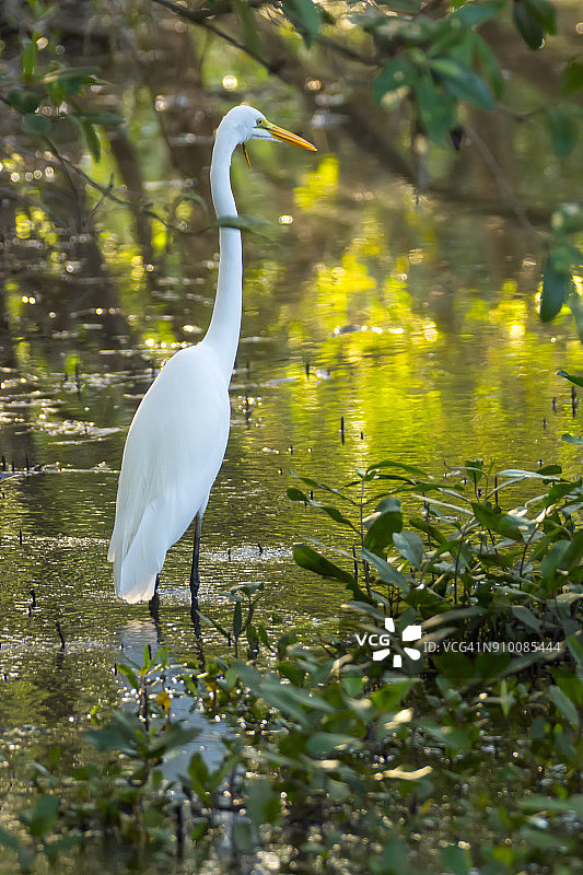池塘中的大白鹭图片素材