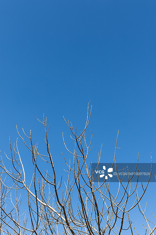 墨西哥瓦斯卡德奥坎波的蓝天下树梢图片素材