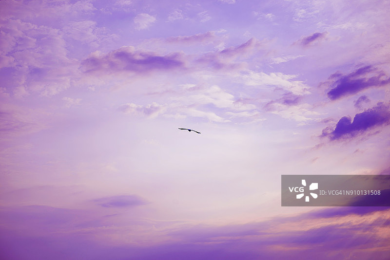 紫色天空中的海鸥图片素材