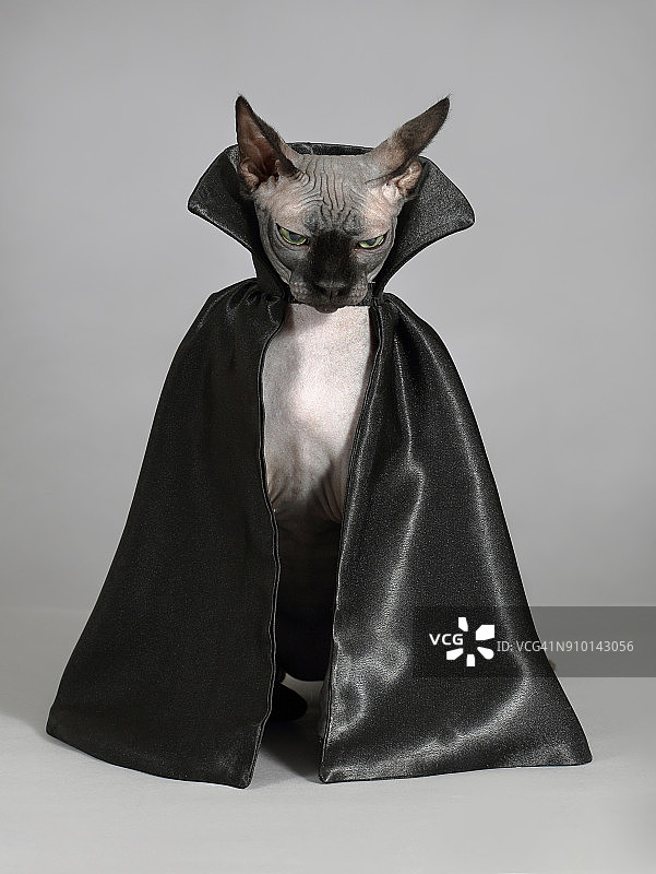 穿黑色斗篷的猫图片素材