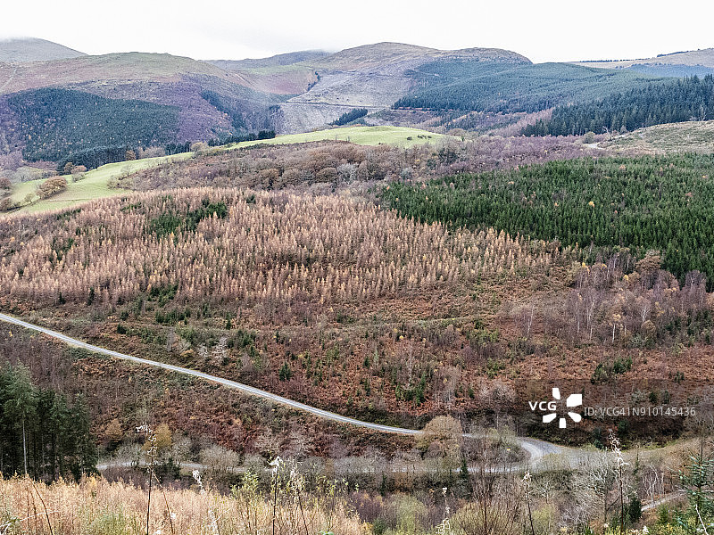 博斯和哈莱克之间的卡迪根湾沿岸的威尔士海岸小路图片素材
