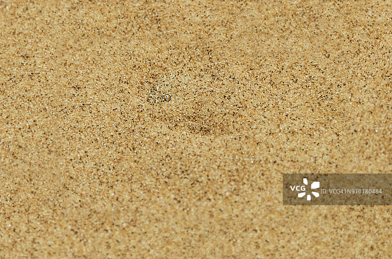 纳米比亚纳米布沙漠斯瓦科普蒙德沙漠响尾蛇图片素材