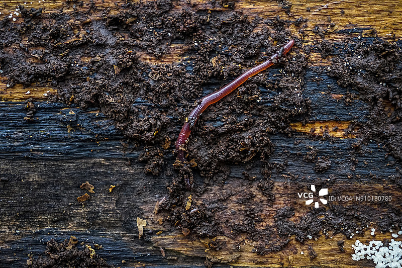 腐烂树干上的蚯蚓微距摄影图片素材