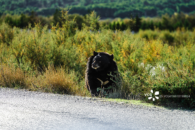 法国锡让野生动物园内的美洲黑熊图片素材