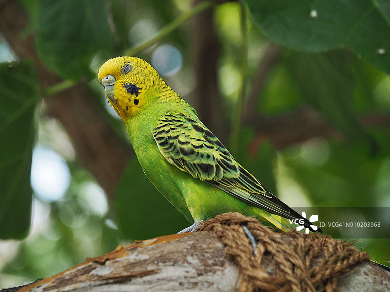 黄色和绿色虎皮鹦鹉图片素材