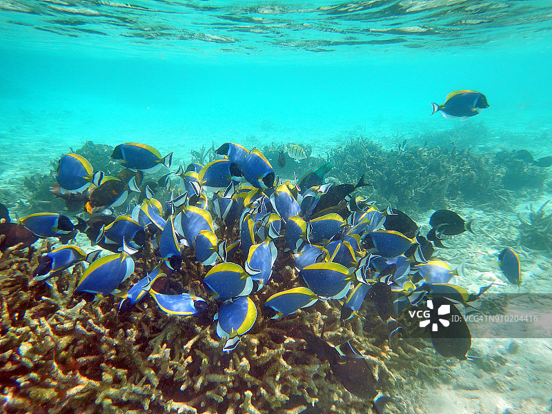 粉蓝刺尾鱼群图片素材