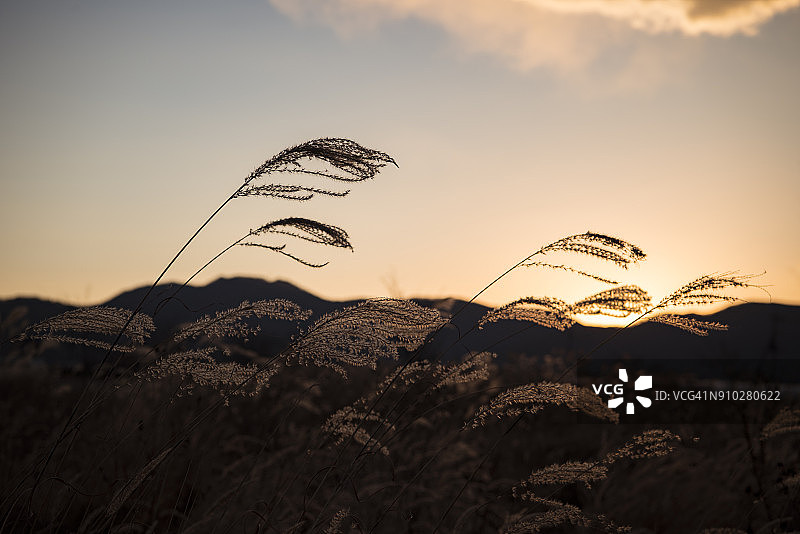 日出逆光下的芒草图片素材