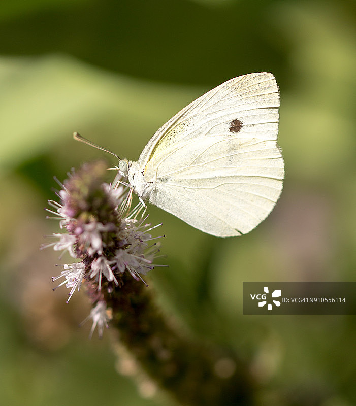 野外植物上的美丽蝴蝶图片素材