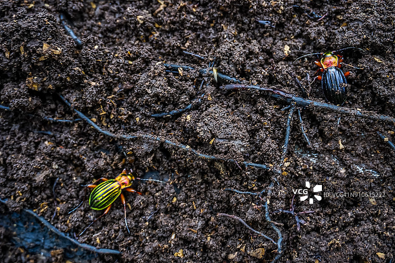 一对金绿步行虫图片素材