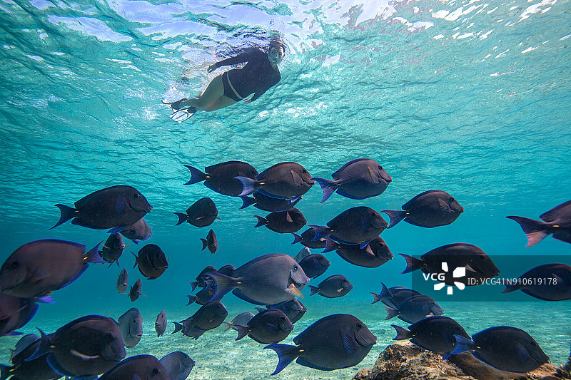 在科苏梅尔与鱼群浮潜图片素材