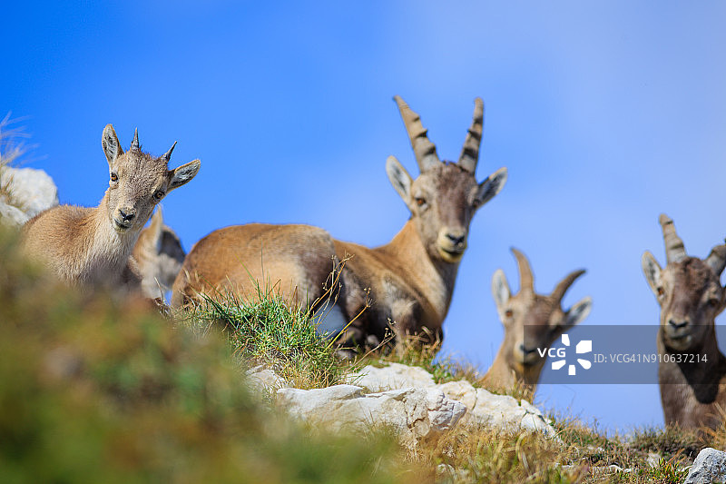 阿尔卑斯山上的高山山羊图片素材