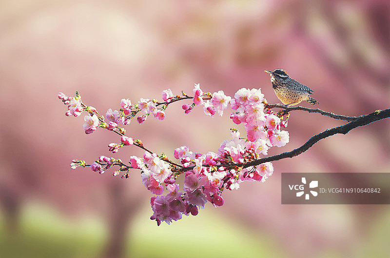 棕曲嘴鹪鹩图片素材