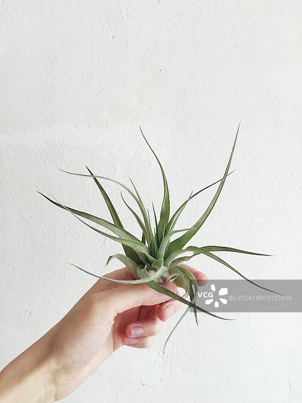 白色背景上手持空气凤梨图片素材