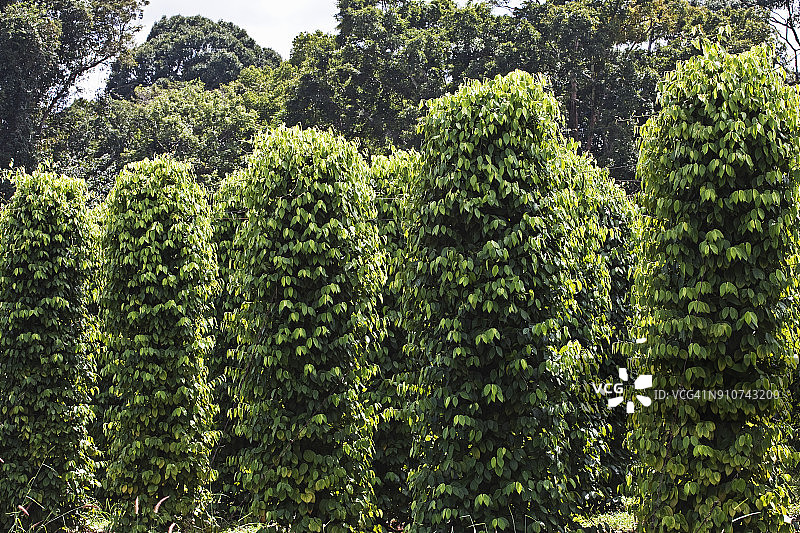 蒙多基里省的黑胡椒种植园图片素材