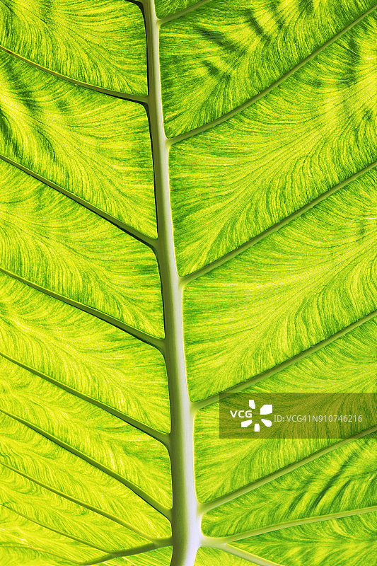 蒙多基里省雨林植物特写图片素材