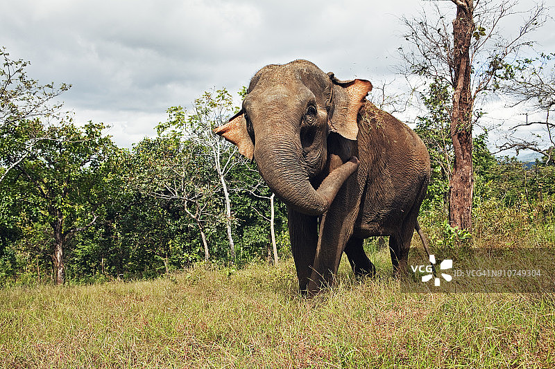 柬埔寨蒙多基里省大象保护区图片素材