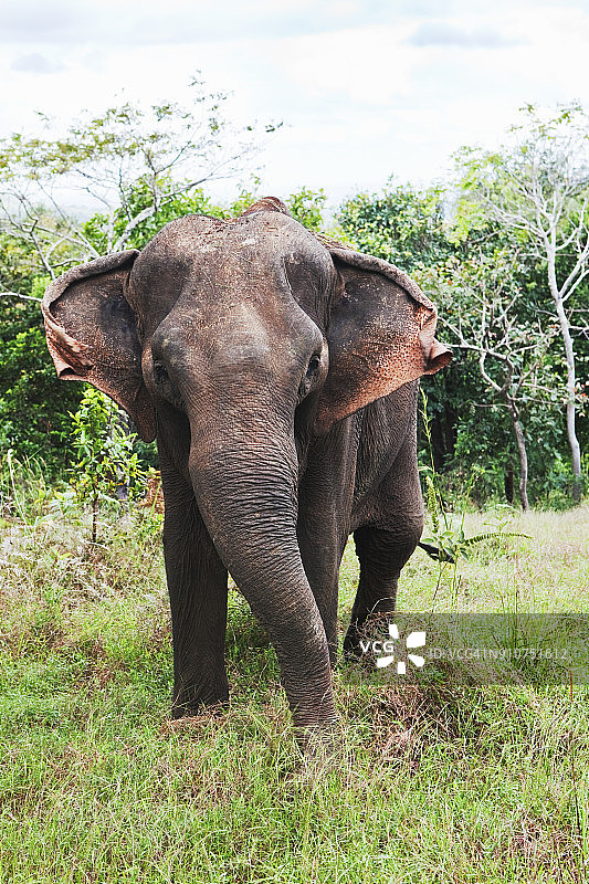 柬埔寨蒙多基里省大象保护区图片素材