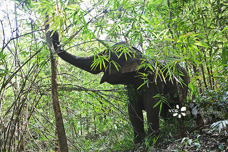 柬埔寨蒙多基里省大象保护区图片素材