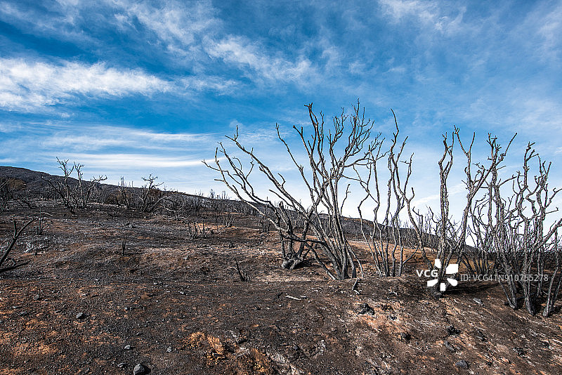 2018年加利福尼亚州野火后的烧焦的树木和树叶图片素材