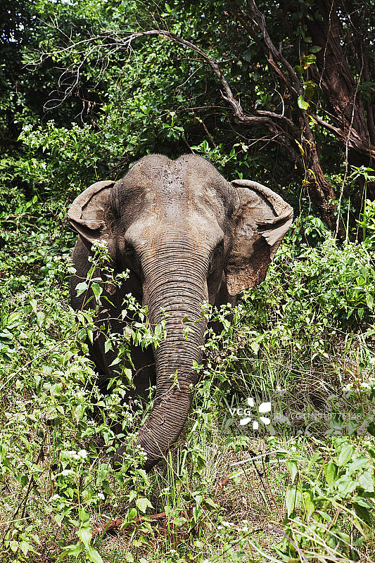 柬埔寨蒙多基里省大象保护区图片素材