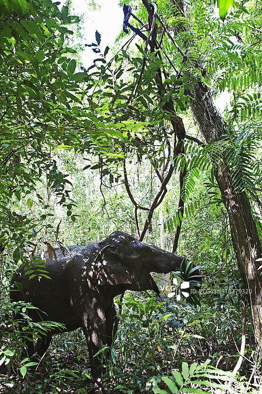 柬埔寨蒙多基里省大象保护区图片素材