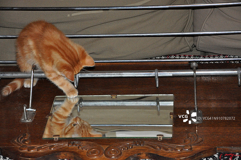 小猫在镜子里玩自己的倒影图片素材