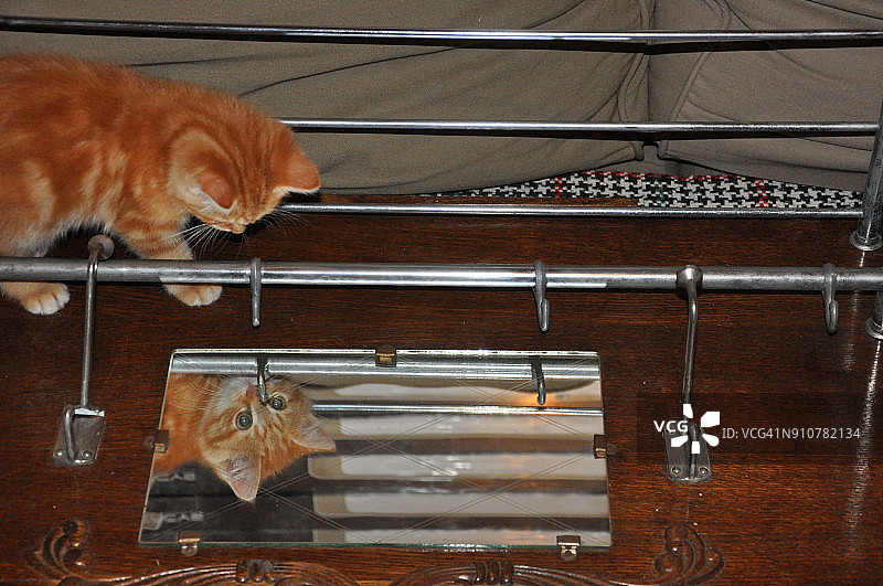 小猫在镜子里玩自己的倒影图片素材