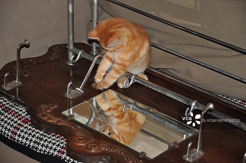 小猫在镜子里玩自己的倒影图片素材