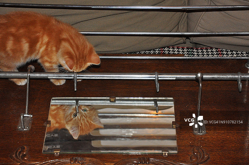 小猫在镜子里玩自己的倒影图片素材