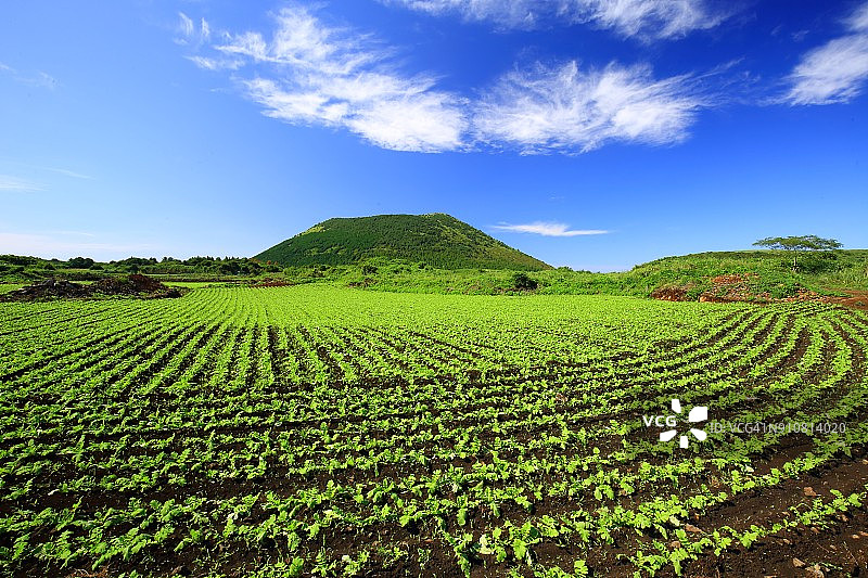萝卜田景观图片素材